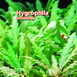 Hygrophila pinnatifida